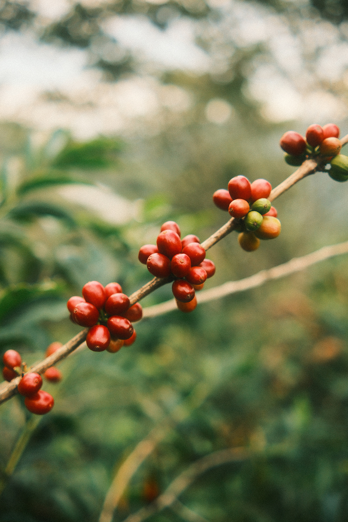 Cherries